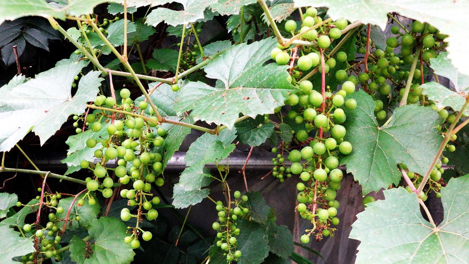 은진사 야생화를 담다