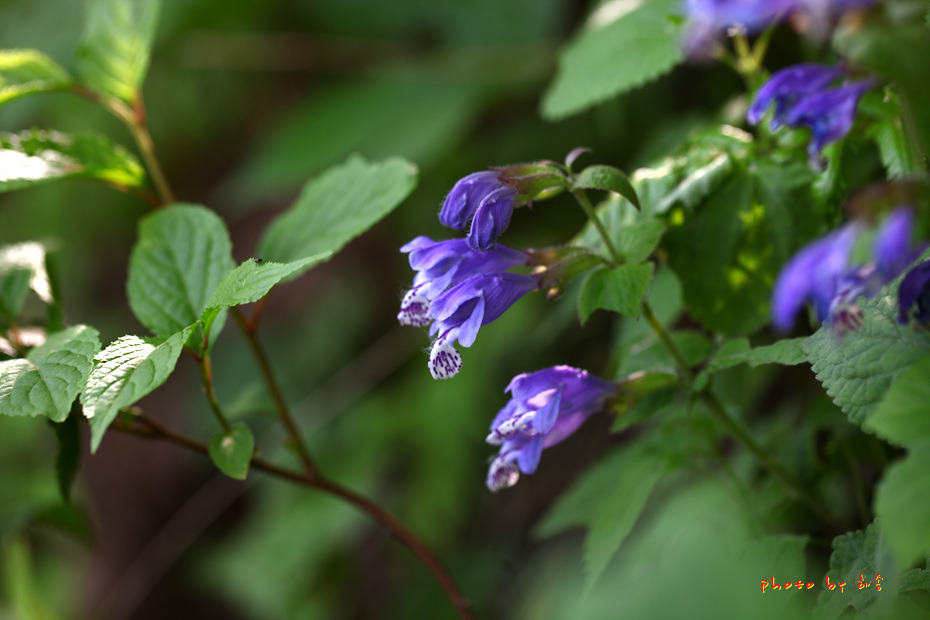 소백산 철쭉 길을 걷다..2018.5.26