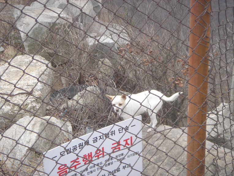4월1주/산냥이 소식/19