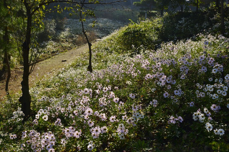 가을 바람에 구절초가 