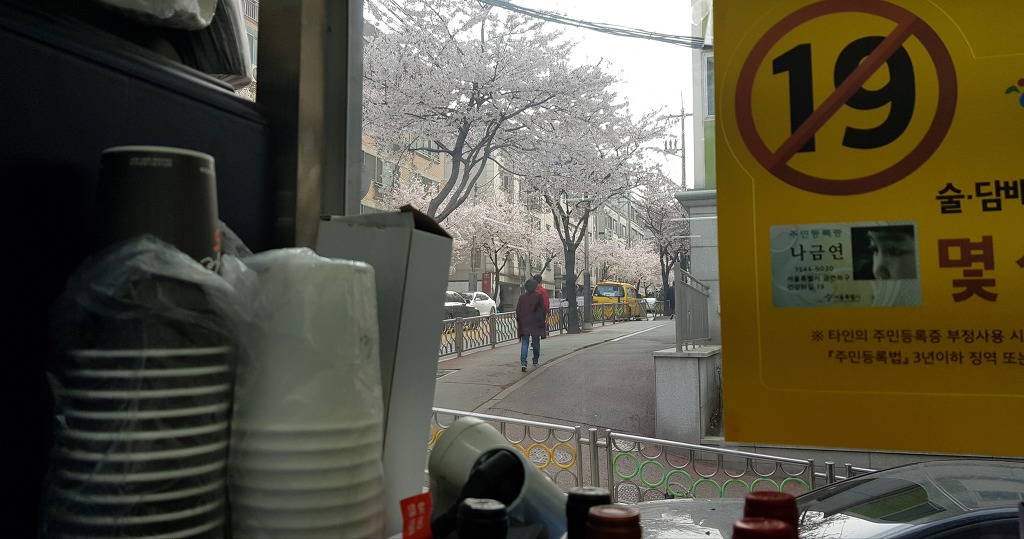 벚꽃이 한창이네!