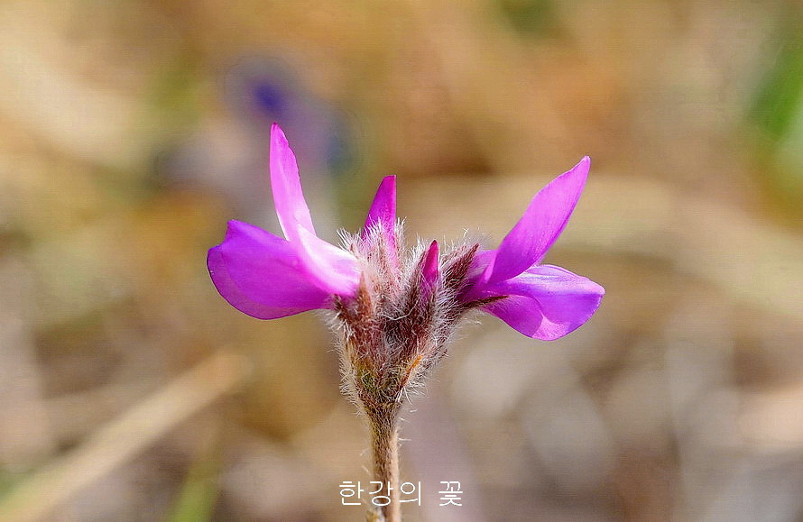 애기자운(털새동부)