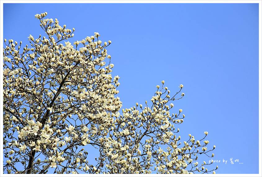 분당 증앙공원의 봄날... 2019, 03, 26