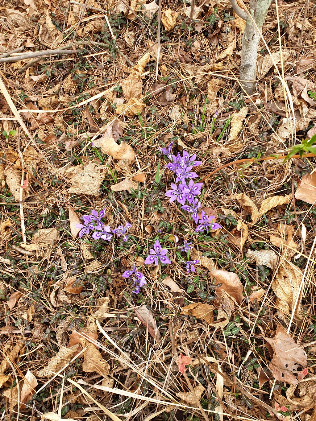 20199407제16차절라도신안군암태면승봉산