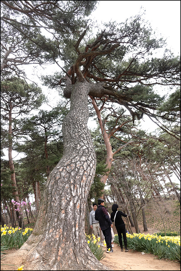 유기방가옥과 수선화