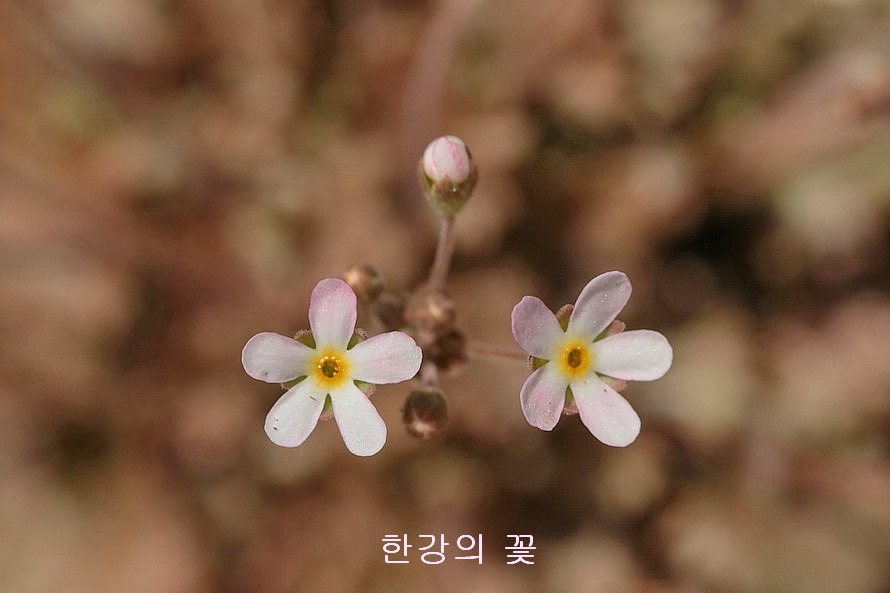 봄맞이꽃