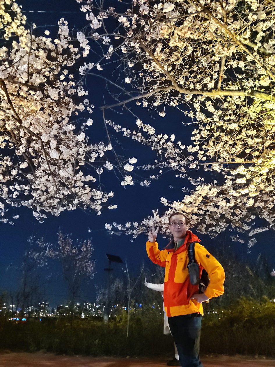 [여의도] 윤중로 벚꽃