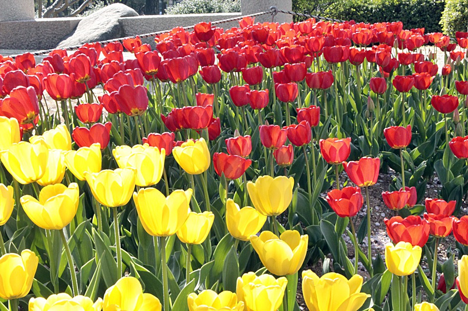 ♣♬ 김해시 연지공원 돌아보기[20190404]♪♣