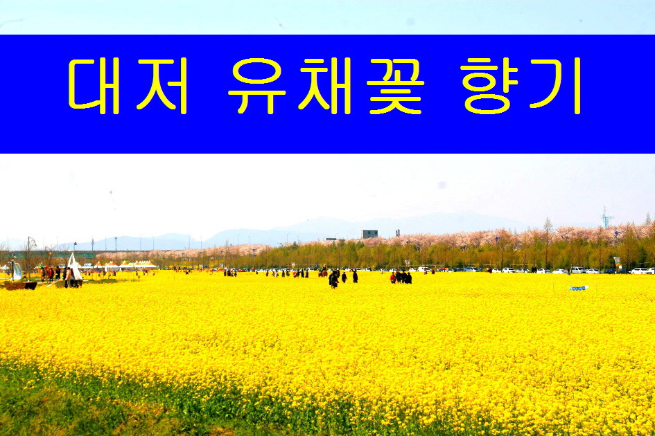 부산 대저 유채꽃 전경